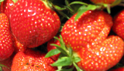 Erdbeeren